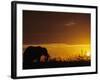 Elephant Grazing at Sunset, Tarangire National Park, Tanzania-Merrill Images-Framed Photographic Print