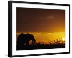 Elephant Grazing at Sunset, Tarangire National Park, Tanzania-Merrill Images-Framed Photographic Print