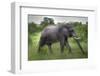 Elephant Grazing-Joggie Botma-Framed Photographic Print