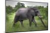 Elephant Grazing-Joggie Botma-Mounted Photographic Print