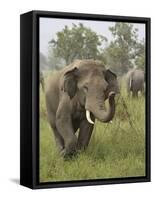 Elephant Greeting, Corbett National Park, Uttaranchal, India-Jagdeep Rajput-Framed Stretched Canvas