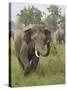 Elephant Greeting, Corbett National Park, Uttaranchal, India-Jagdeep Rajput-Stretched Canvas