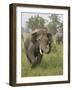 Elephant Greeting, Corbett National Park, Uttaranchal, India-Jagdeep Rajput-Framed Photographic Print