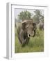 Elephant Greeting, Corbett National Park, Uttaranchal, India-Jagdeep Rajput-Framed Photographic Print