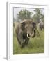 Elephant Greeting, Corbett National Park, Uttaranchal, India-Jagdeep Rajput-Framed Photographic Print