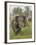 Elephant Greeting, Corbett National Park, Uttaranchal, India-Jagdeep Rajput-Framed Photographic Print