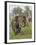 Elephant Greeting, Corbett National Park, Uttaranchal, India-Jagdeep Rajput-Framed Photographic Print