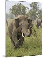 Elephant Greeting, Corbett National Park, Uttaranchal, India-Jagdeep Rajput-Mounted Photographic Print