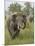 Elephant Greeting, Corbett National Park, Uttaranchal, India-Jagdeep Rajput-Mounted Photographic Print