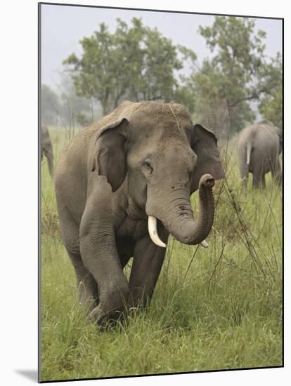 Elephant Greeting, Corbett National Park, Uttaranchal, India-Jagdeep Rajput-Mounted Photographic Print