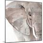 Elephant Grooves II-Annie Warren-Mounted Art Print