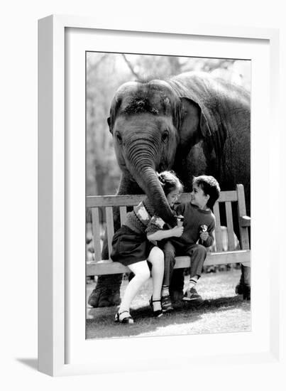 Elephant Having a Bite-Associated Newspapers-Framed Photo