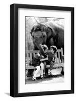 Elephant Having a Bite-Associated Newspapers-Framed Photo