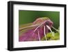 Elephant hawk moth, Brackagh Moss National Nature Reserve, County Armagh, Northern Ireland-Robert Thompson-Framed Photographic Print