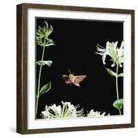 Elephant Hawk Moth (Deilephila Elepenor) Flies to Honeysuckle UK-null-Framed Photographic Print