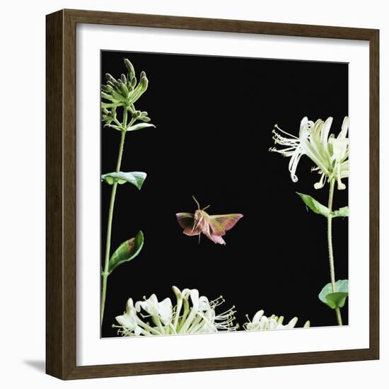 Elephant Hawk Moth (Deilephila Elepenor) Flies to Honeysuckle UK-null-Framed Photographic Print