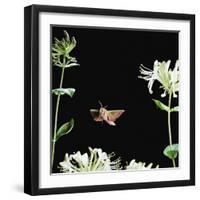 Elephant Hawk Moth (Deilephila Elepenor) Flies to Honeysuckle UK-null-Framed Photographic Print