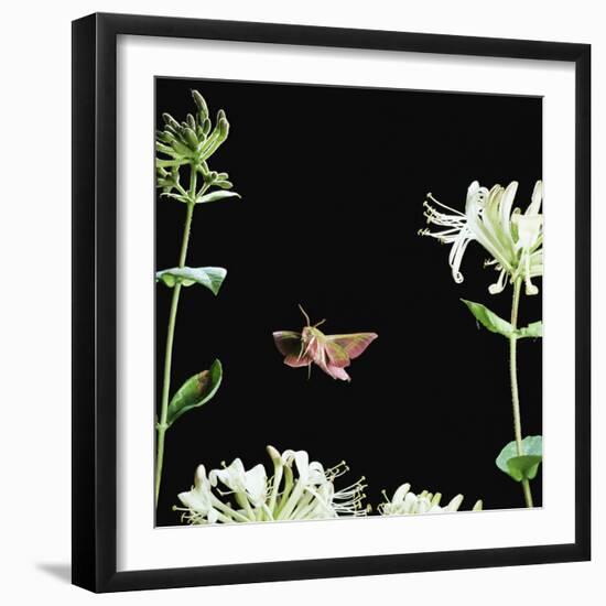 Elephant Hawk Moth (Deilephila Elepenor) Flies to Honeysuckle UK-null-Framed Photographic Print