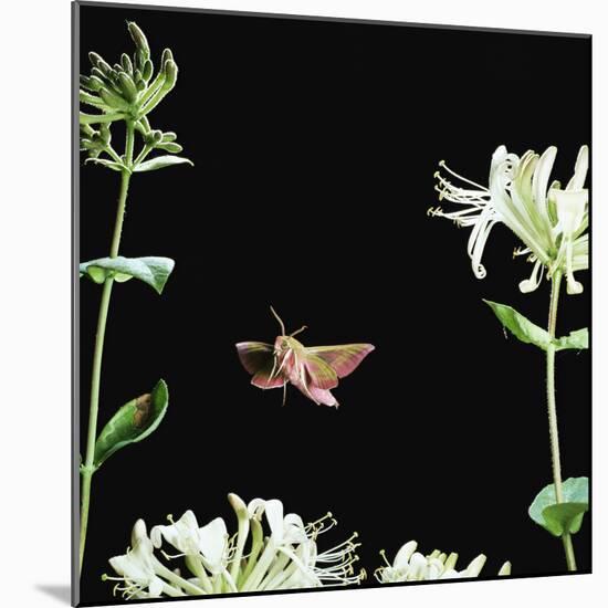 Elephant Hawk Moth (Deilephila Elepenor) Flies to Honeysuckle UK-null-Mounted Photographic Print