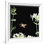 Elephant Hawk Moth (Deilephila Elepenor) Flies to Honeysuckle UK-null-Framed Photographic Print