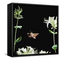 Elephant Hawk Moth (Deilephila Elepenor) Flies to Honeysuckle UK-null-Framed Stretched Canvas