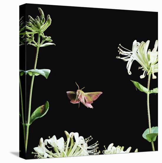 Elephant Hawk Moth (Deilephila Elepenor) Flies to Honeysuckle UK-null-Stretched Canvas