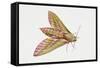 Elephant Hawk Moth (Deilephila Elpenor), Sphingidae. Artwork by Sandra Pond-null-Framed Stretched Canvas