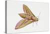 Elephant Hawk Moth (Deilephila Elpenor), Sphingidae. Artwork by Sandra Pond-null-Stretched Canvas