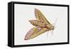 Elephant Hawk Moth (Deilephila Elpenor), Sphingidae. Artwork by Sandra Pond-null-Framed Stretched Canvas