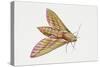 Elephant Hawk Moth (Deilephila Elpenor), Sphingidae. Artwork by Sandra Pond-null-Stretched Canvas