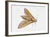 Elephant Hawk Moth (Deilephila Elpenor), Sphingidae. Artwork by Sandra Pond-null-Framed Giclee Print