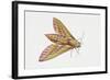 Elephant Hawk Moth (Deilephila Elpenor), Sphingidae. Artwork by Sandra Pond-null-Framed Giclee Print