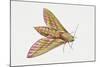 Elephant Hawk Moth (Deilephila Elpenor), Sphingidae. Artwork by Sandra Pond-null-Mounted Giclee Print