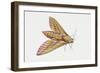 Elephant Hawk Moth (Deilephila Elpenor), Sphingidae. Artwork by Sandra Pond-null-Framed Giclee Print