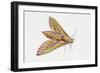 Elephant Hawk Moth (Deilephila Elpenor), Sphingidae. Artwork by Sandra Pond-null-Framed Giclee Print