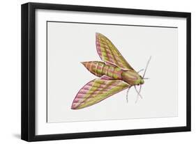 Elephant Hawk Moth (Deilephila Elpenor), Sphingidae. Artwork by Sandra Pond-null-Framed Giclee Print