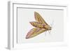 Elephant Hawk Moth (Deilephila Elpenor), Sphingidae. Artwork by Sandra Pond-null-Framed Giclee Print