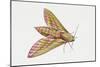 Elephant Hawk Moth (Deilephila Elpenor), Sphingidae. Artwork by Sandra Pond-null-Mounted Giclee Print