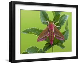 Elephant Hawkmoth, County Clare, Munster, Republic of Ireland, Europe-Carsten Krieger-Framed Photographic Print