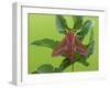 Elephant Hawkmoth, County Clare, Munster, Republic of Ireland, Europe-Carsten Krieger-Framed Photographic Print