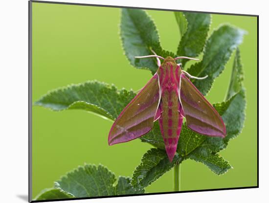 Elephant Hawkmoth, County Clare, Munster, Republic of Ireland, Europe-Carsten Krieger-Mounted Photographic Print