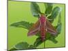 Elephant Hawkmoth, County Clare, Munster, Republic of Ireland, Europe-Carsten Krieger-Mounted Photographic Print