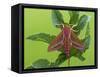 Elephant Hawkmoth, County Clare, Munster, Republic of Ireland, Europe-Carsten Krieger-Framed Stretched Canvas