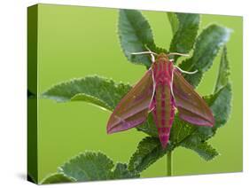 Elephant Hawkmoth, County Clare, Munster, Republic of Ireland, Europe-Carsten Krieger-Stretched Canvas