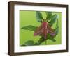 Elephant Hawkmoth, County Clare, Munster, Republic of Ireland, Europe-Carsten Krieger-Framed Photographic Print