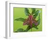 Elephant Hawkmoth, County Clare, Munster, Republic of Ireland, Europe-Carsten Krieger-Framed Photographic Print