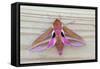 Elephant Hawkmoth-null-Framed Stretched Canvas