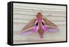 Elephant Hawkmoth-null-Framed Stretched Canvas