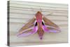 Elephant Hawkmoth-null-Stretched Canvas