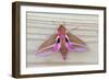 Elephant Hawkmoth-null-Framed Photographic Print
